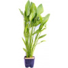 Dennerle Plants Echinodorus argentinensis, veľká - XL