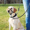 Top Trainer training harness, M, black