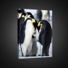 Obraz na plátne obdĺžnik - OB0634 - Tučniaky 100cm x 75cm - O1