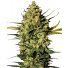 White Label Master Kush Automatic semena neobsahuji THC 5 ks