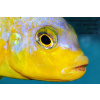 Metriaclima aurora Likoma - 4,5-6cm