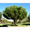 Pinus Pinea(borovica píniová) - 50-60cm AKCIA