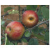 Jabloň zimná BIO FloraSelf Bio Malus domestica 'Roter Boskoop' 120-150 cm kvetináč 7,5 l