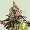 Royal Queen Seeds Cookies Gelato Automatic Balenie: 1 ks 0% THC