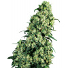 Sensi Seeds Skunk #1 regular semena neobsahují THC 10 ks