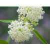 Klejicha incarnata Ice Ballet - Asclepias incarnata Ice Ballet (kontajner p