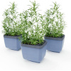 Gusta Garden GG-123F11