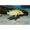 Neolamprologus helianthus - 4,5-6cm