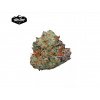 Auto Glookies - Tatra Seeds Balenie: 10+3ks