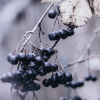 Ekokoza Acai berry olej, 10 ml