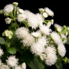 Agerát Aloha biely - Ageratum - semená agerátu - 20 ks