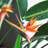 Raj Ptak Strelitzia Reginae fenomenálny - 175 cm (Raj Ptak Strelitzia Reginae fenomenálny - 175 cm)