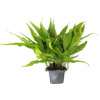 Dennerle Plants Microsorum pteropus XXL - 1 ks