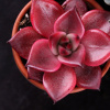 Echeveria taurus -nádherná ružová ružová ružica (Echeveria taurus -nádherná ružová ružová ružica)