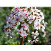 Darmera štítnatá - Peltiphyllum peltatum (kontajner C2)