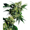 Sensi Seeds Cannabis Seeds Mr Nice G13 X Hash Plant® Regular, 10 ks