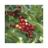 Čerešňa obyčajná BIO FloraSelf Bio Prunus avium 'Veľká princezná' 120-150 cm kvetináč 7,5 l