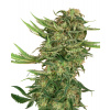 Sensi Seeds Research N13 Kush semena neobsahuji THC 5 ks
