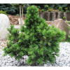Srbský smrk x Brewera 'Wodan' Picea omorika x breweriana 'Wodan'