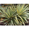 Juka vláknitá Color Guard - Yucca filamentosa Color Guard (kontajner p9)
