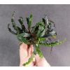 Bucephalandra Velvet