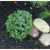 Společný šnek 'Hiiumaa' Picea abies 'Hiiumaa'