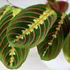 Maranta Leuconeura „fascinator Tricolor“ (Maranta Leuconeura „fascinator Tricolor“)