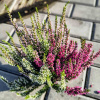 Vres obyčajný - Calluna vulgaris ´TRIO´