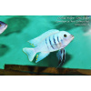 Cynotilapia sp. 