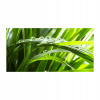 Fotografie sklo kvapky na tráve 140x70 (Foto-image veľké akrylové kvapky na tráve 140x70cm)