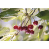 Višňa obyčajná BIO 'Saphir'® FloraSelf Bio Prunus cerasus 'Saphir'® 120-150 cm kvetináč 7,5 l