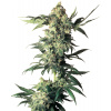 Sensi Seeds Cannabis Seeds Northern Lights Feminized by White Label, 3-10 ks 10 ks