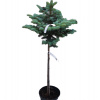 Smrek pichlavý - Picea pungens ´Glauca Globosa´