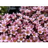 Lomikameň Arendsov Pixie Pán Appleblossom - Saxifraga x (kontajner p11)