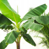 Banán musa 'tropicana' banán 230 cm (Banán musa 'tropicana' banán 230 cm)