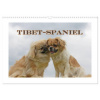 Tibet-Spaniel (Wandkalender 2026 DIN A3 quer), CALVENDO Monatskalender
