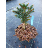 Smrk norský 'Cinovec' Picea abies 'Cinovec'