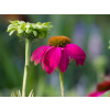 Echinacea purpurová PowWow Wild Berry - Třapatka nachová PowWow Wild Berry (k