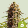Royal Queen Seeds Cannabis Seeds Svadobná torta Auto 5 ks