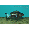 Ophthalmotilapia boops Nkondwe Island - 4-5cm
