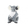 Koala velká