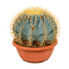 Kaktus Ferocactus glaucescens sphere 25x35 cm