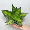 Sansevieria 'HAHNII SEIBERT' Sansevieria r. L (Sansevieria 'HAHNII SEIBERT' Sansevieria r. L)