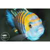 Cynotilapia zebroides 'Cobwe' - 3,5-4cm