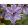 Clematis sadenica v balote