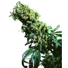Sensi Seeds Northern Lights #5 x Haze semena neobsahuji THC 5 ks