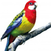 Rozela pestrá - Platycercus eximius