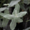 Eukalyptus globulus Styx – Blahovičník – Eukalyptus globulus – semena eukalyptu – 6 ks