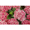 Hydrangea/Hortensja Candy Heart Pink P12 (Hydrangea/Hortensja Candy Heart Pink P12)