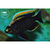 Copadichromis sp. fire-crest mloto - 3,5-4cm